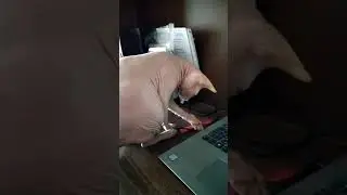 кошка  сфинкс
