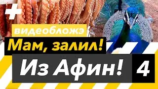 Афины: паром до Эгины и острова Мони с павлинами и оленями ✨
