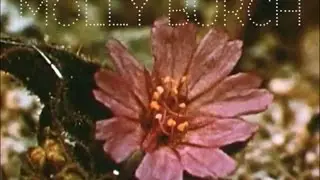 Molly Burch // Try (Official Single)