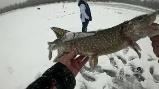 БЕШЕНЫЙ КЛЁВ ЩУКИ НА ЖЕРЛИЦЫ И ОКУНЯ НА МОРМЫШКУ.