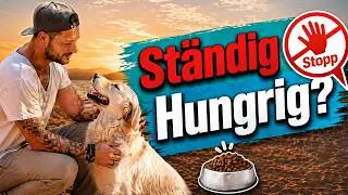 Warum dein Labrador ständig hungrig ist und wie du ihm helfen kannst!