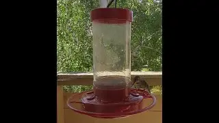 What's inside the box: First Nature Hummingbird Feeder 16 oz