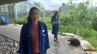 Why did the porcupine cross the science centre? Science North animal enrichment program