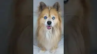 ASMR dog eating food | pomeranian dog tiktok 2021 #Shorts