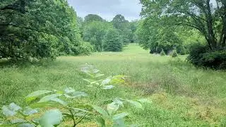 in the time of cicadas