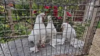 Как называется масть голубей?