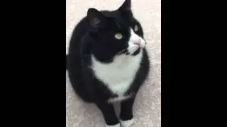 Chattering tuxedo cat