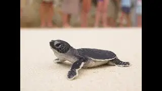 Turtle Watch Camp at Pulau Tengah, Malaysia (Johor)
