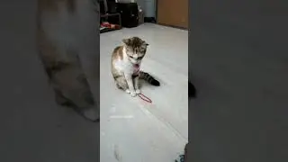 Chutney Week Schedule | #cat #catlife #shorts #funny #reels #funnyvideo