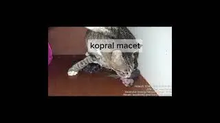 DETIK DETIK KUCING MELAHIRKAN PERTAMA KALI SEBNYAK 3 EKOR