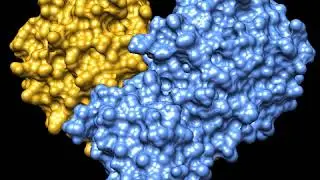 COVID-19/SARS-CoV-2 Main Protease (Surface representation)