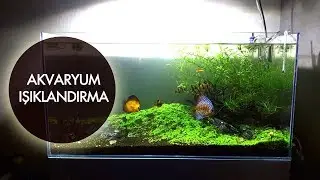 Akvaryumda Işıklandırma Nasıl Olmalı ?
