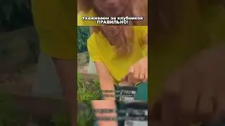 Ухаживаем за клубникой ПРАВИЛЬНО🍓 #рекомендации #дача #советы #огород #сад #клубника #shorts