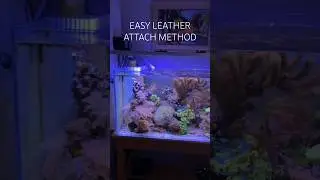 Reef Tank ( HOW TO ATTACH LEATHER TO ROCK RUBBLE)
