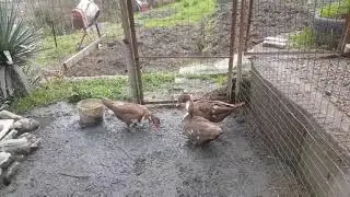 Индоутки занеслись.