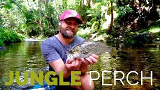 JUNGLE PERCH Fishing in the Daintree