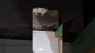 Kedatangan Kucing Asing. #shorts #catlover #kucing #cats