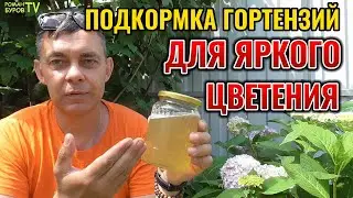 😲 Огромные Шапки Гортензии БЕЗ Усилий: Мой Секретный Метод подкормки! 🌺 Соседи в ШОКЕ