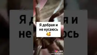 Это чо??!