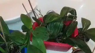 Подкормка орхидей во время роста цветоносов