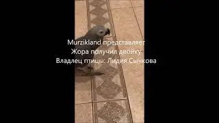 Попугай Жора получил двойку