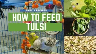 How to boost your budgies immunity || Natural antibiotics || Tulsi benefits
