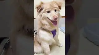 I Finally Have a Pet Dog with Identity #AdorableDogDeservesSpoiling #LoveMyFurBaby...