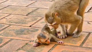 Oh wow...Monkey Sarika comes near and asks her baby monkey Saro, Can I help you?