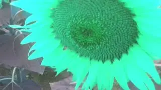 Robox & Riodario - Sunflower