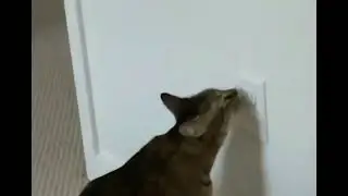 Cat licks outlet then ducking explodes #memes