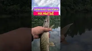Нытьё работает #Shorts