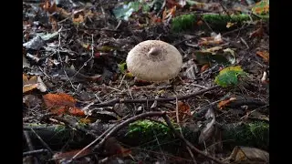 Eine kurze Pilzgeschichte