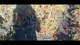 Помидорное поле.Залесянка.28.09.24.