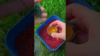 Carp on a flat feeder 