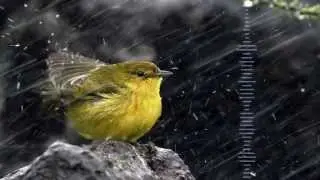 1 HOUR LIGHT RAIN AND WAKING BIRDS - Real Recorded Ambient Sounds - RELAX AND SLEEP BETTER