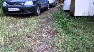Большой и грозный серый Йорк -- я в собаках знаю толк