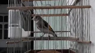 Пение щегла | пение седоголового щегла. Красивое пение !