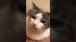 Кот