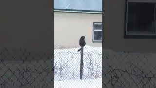 Просто юмор. Воробей на заборе или Хорошее зрение. #юмор #кошка #кот