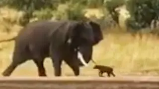 Baby Buffalo Shows Elephant Who's Boss