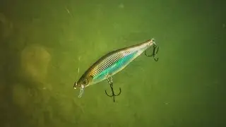 Rapala Shadow Rap Shad Underwater Video