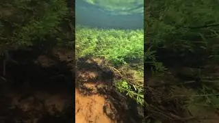 Underwater Shingle Creek in Kissimmee, FL