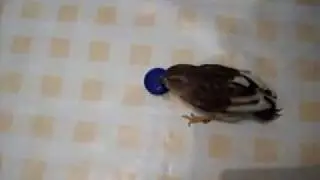 Piti jugando con un imán
