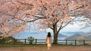Vlog ｜追樱花的人 日本香川、尾道赏樱之旅！4K HDR