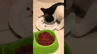 Благовоспитанный котяра...