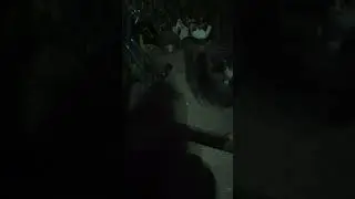 Cats reaction to Fireworks