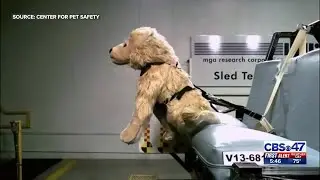 Crash tests for pets | Action News Jax