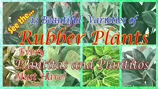 13 TRENDING RUBBER PLANT VARIETIES WITH IDENTIFICATION AND CARE TIPS.