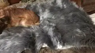EARLIER VIDEOS OF LUCYLU