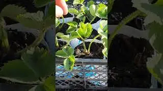лайфхак пакет из под молока, вторая жизнь
